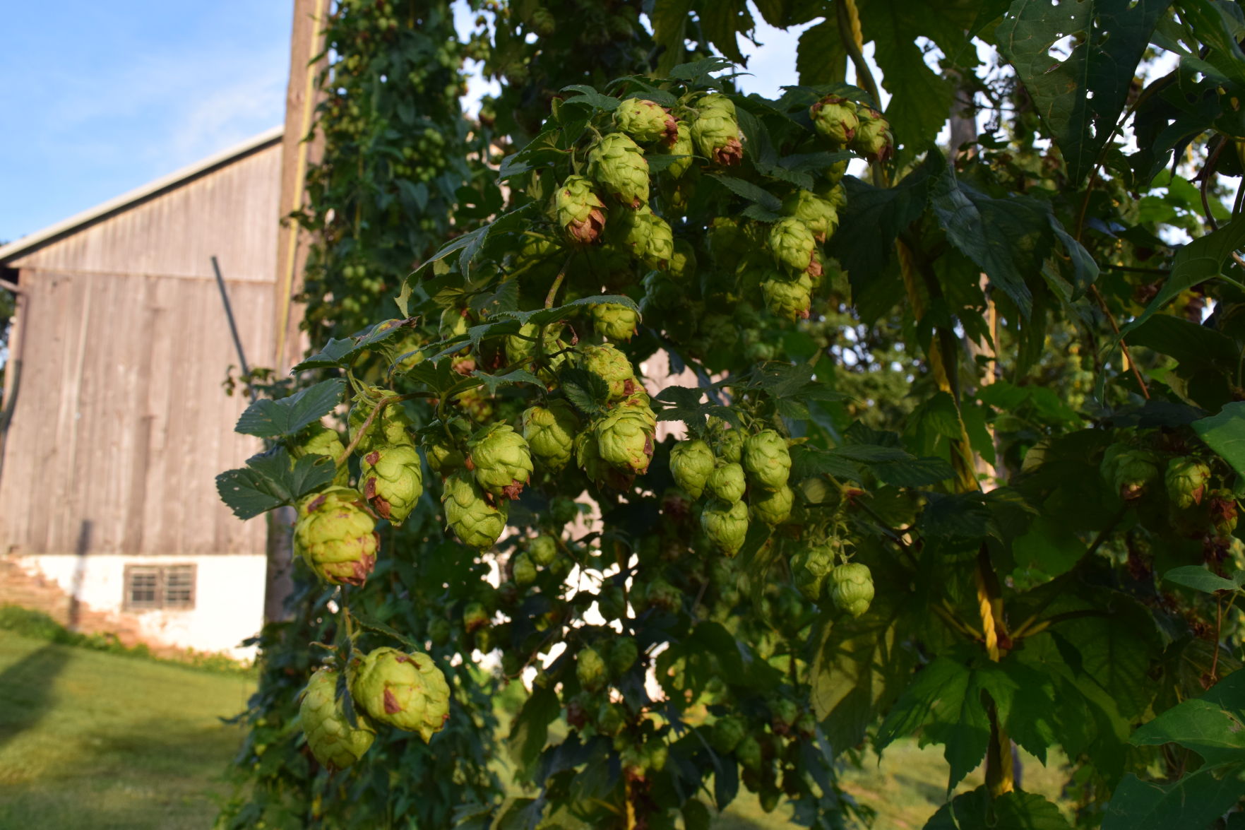 LF20160910_Hops- 029-1.jpg
